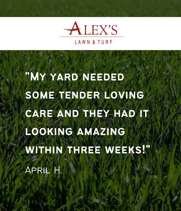 Alexs-Lawn-Turf-reviews-2